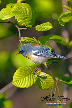 Northern Parula