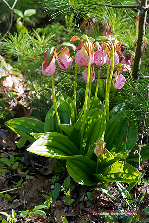 Pink Lady's Slipper