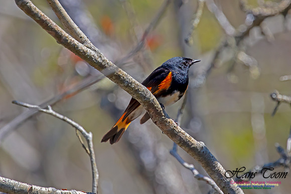 American Redstart 60