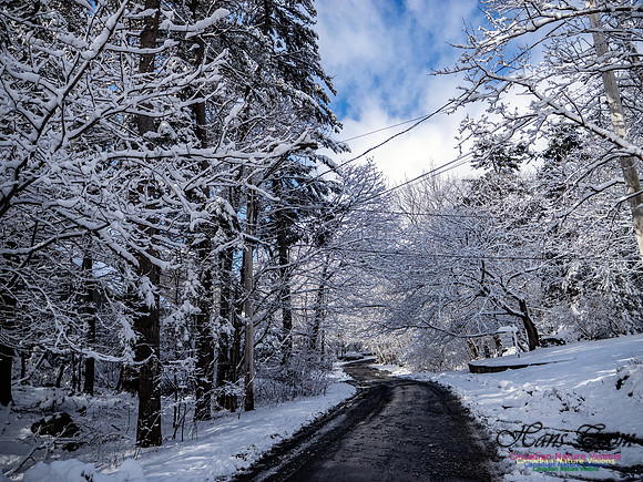 April Snow in Nova Scotia 236