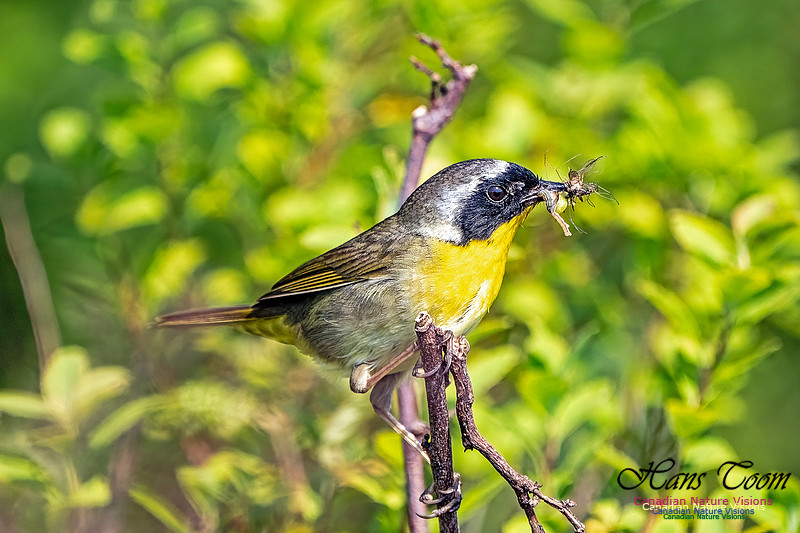 Common Yellowthroat 100