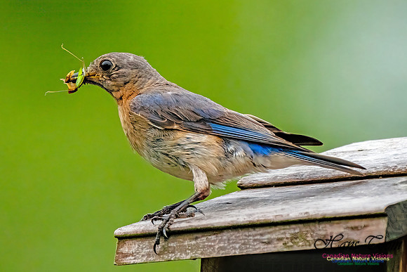 Eastern Bluebird 803