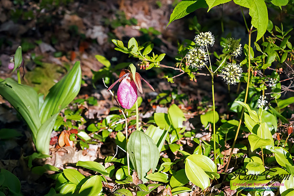Pink Lady's Slipper