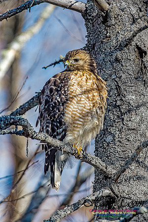 Red-shouldered Hawk 701 copy