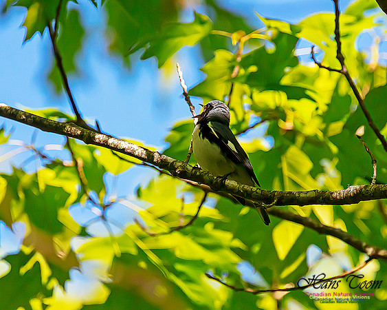 Black-throated Blue Warbler 3