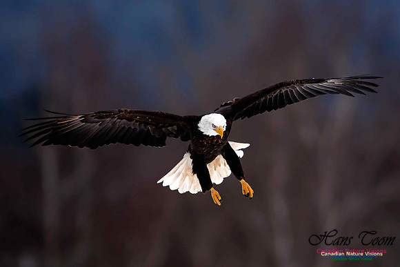 Bald Eagle