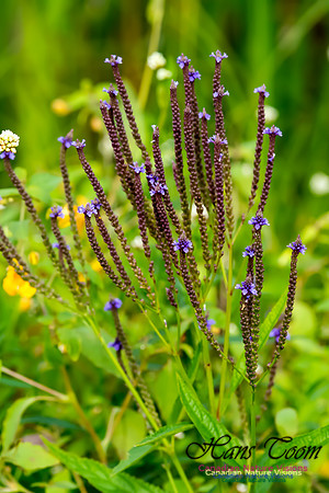 Blue Vervain