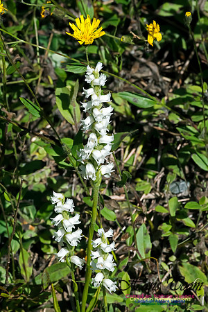 Nodding Ladies Tresses Orchid
