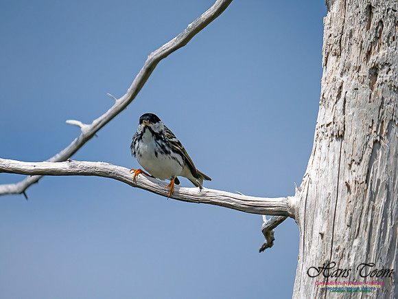 Blackpoll Warbler 3