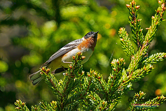 Bay-breasted Warbler 103