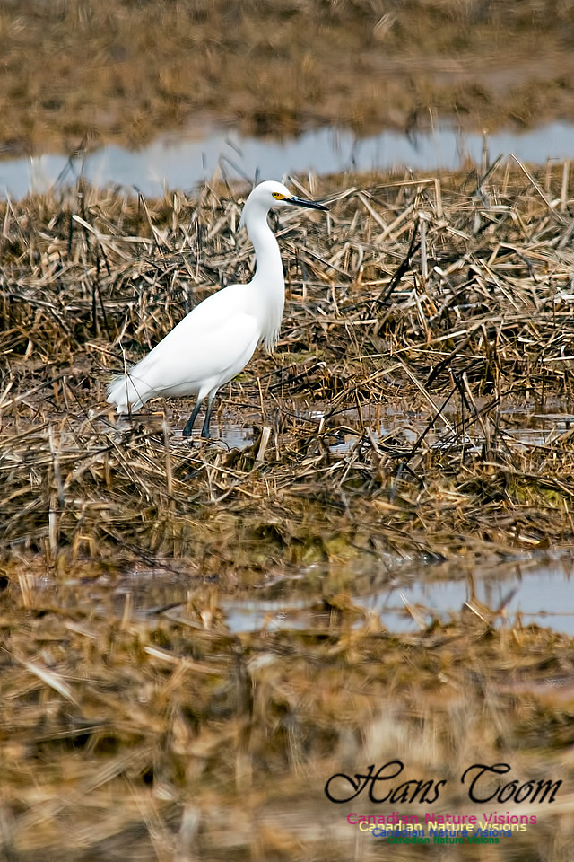 Snowy Egret