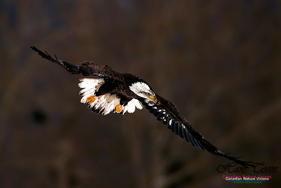 Bald Eagle