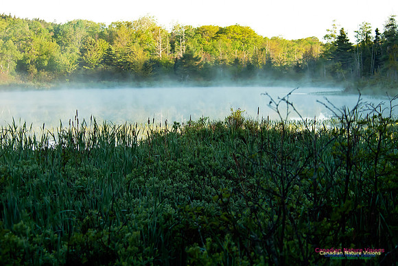 Roachs Pond