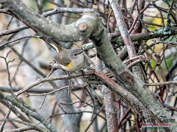 American Redstart 11