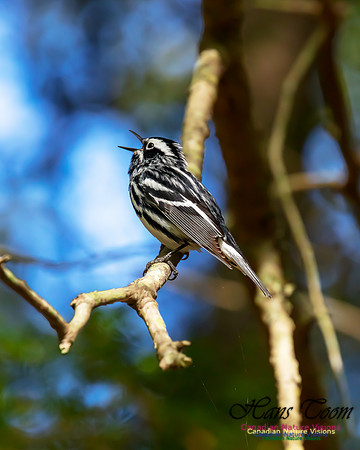 Black-and-White Warbler 100