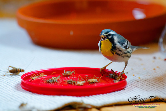 Yellow-throated Warbler 11
