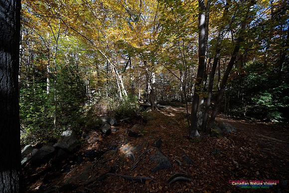 Frog Pond Stroll 123