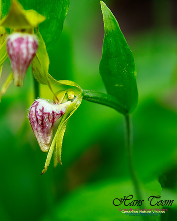 Ram's Head Orchid 102