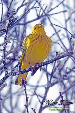 Yellow Warbler 2