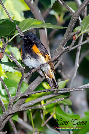 American Redstart