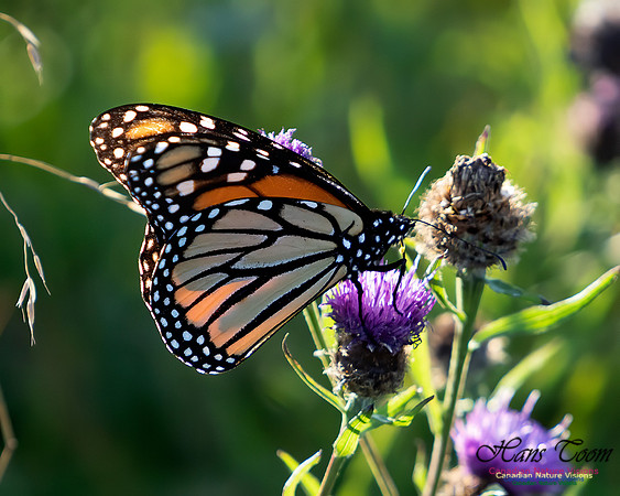 Monarch Butterfly 101