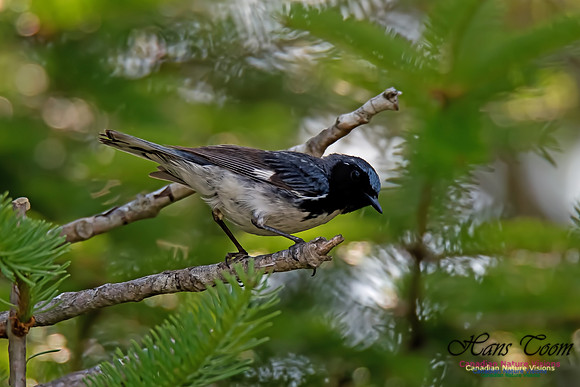 Black-throated Blue Warbler