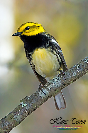 Black-throated Green Warbler