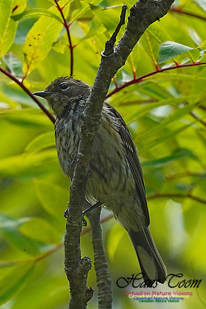Yellow-rumped Warbler 2801