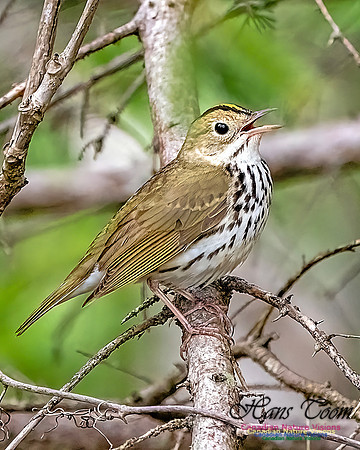 Ovenbird 704