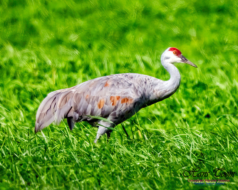 Sandhill Crane 354