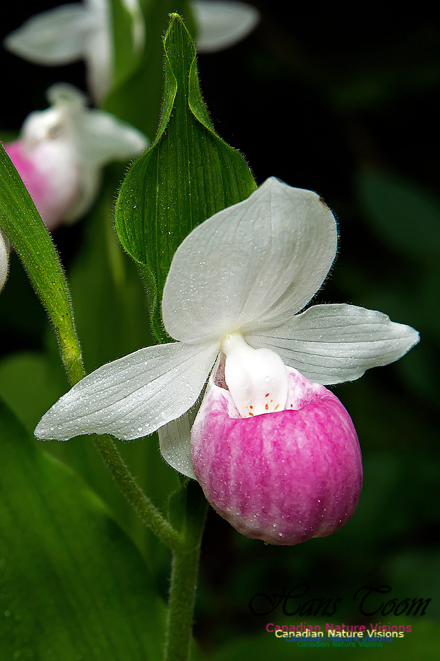 Showy Ladys Slipper Orchid