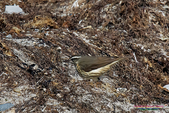 Louisiana Waterthrush