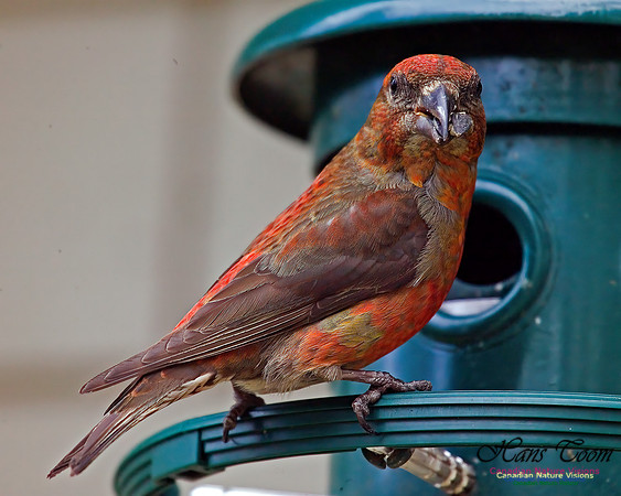 Red Crossbill (Hans Toom's Record Photos)