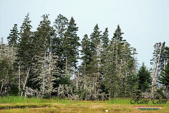 The Bog North of the Pond, Troop Island