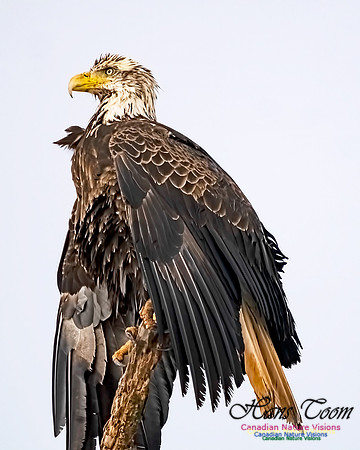 Bald Eagle 705