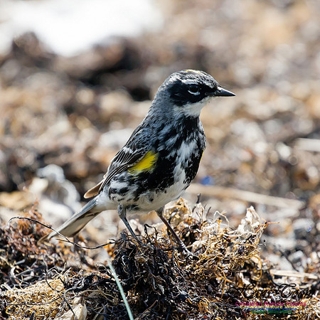 Yellow-rumped Warbler 5