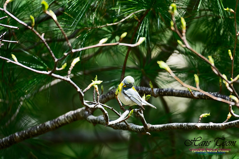 Northern Parula 100