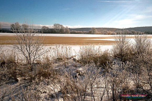 Roadside Field