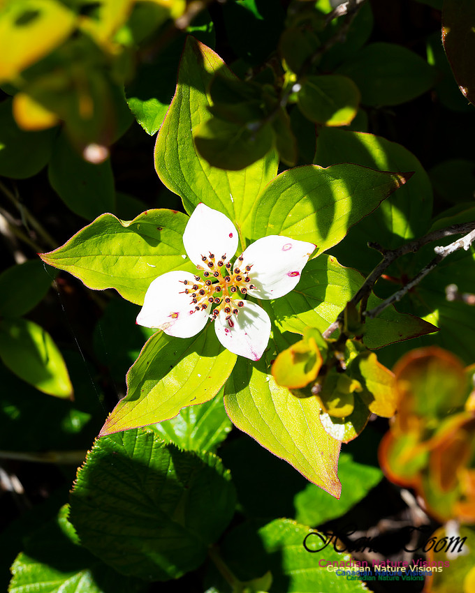 Bunchberry 100