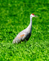 Sandhill Crane