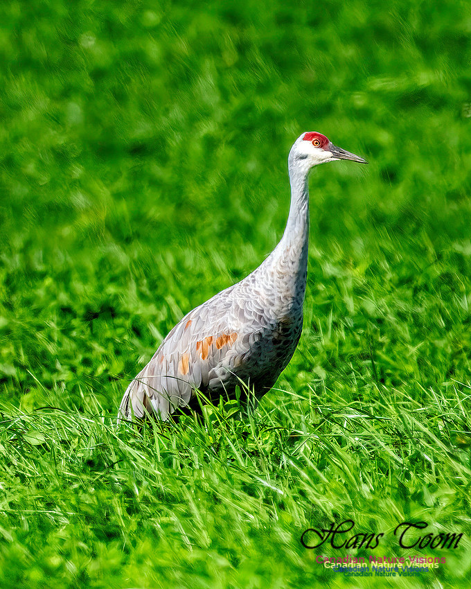 Sandhill Crane 350