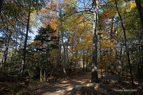 Frog Pond Stroll 133