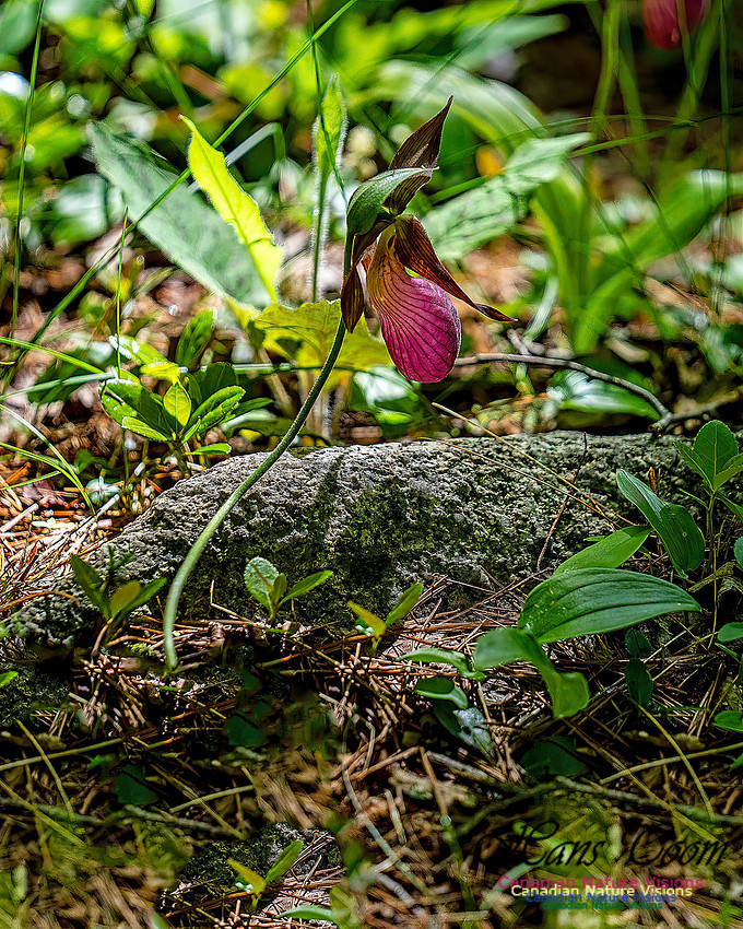 Pink Orchid Walk 119