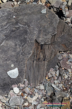Joggins Fossil Cliffs 115