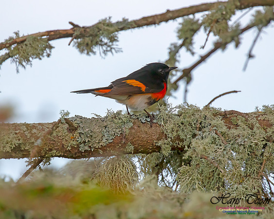 American Redstart 31