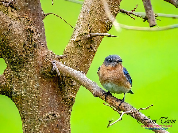 Eastern Bluebird 705