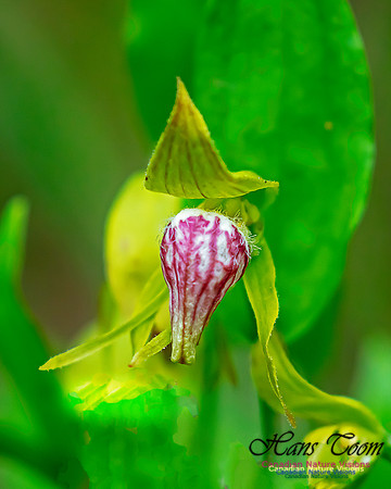 Ram's Head Orchid 118