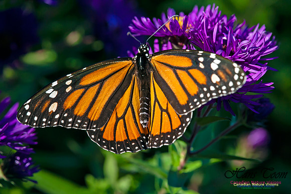 Monarch
