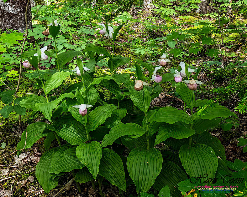 Showy Lady's Slipper Orchid 152