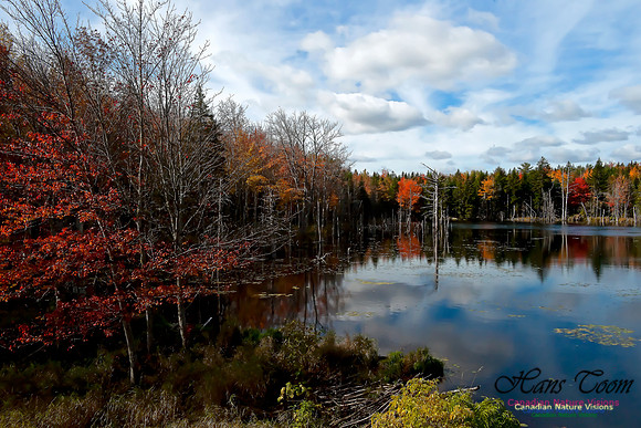 FallColours2011-8